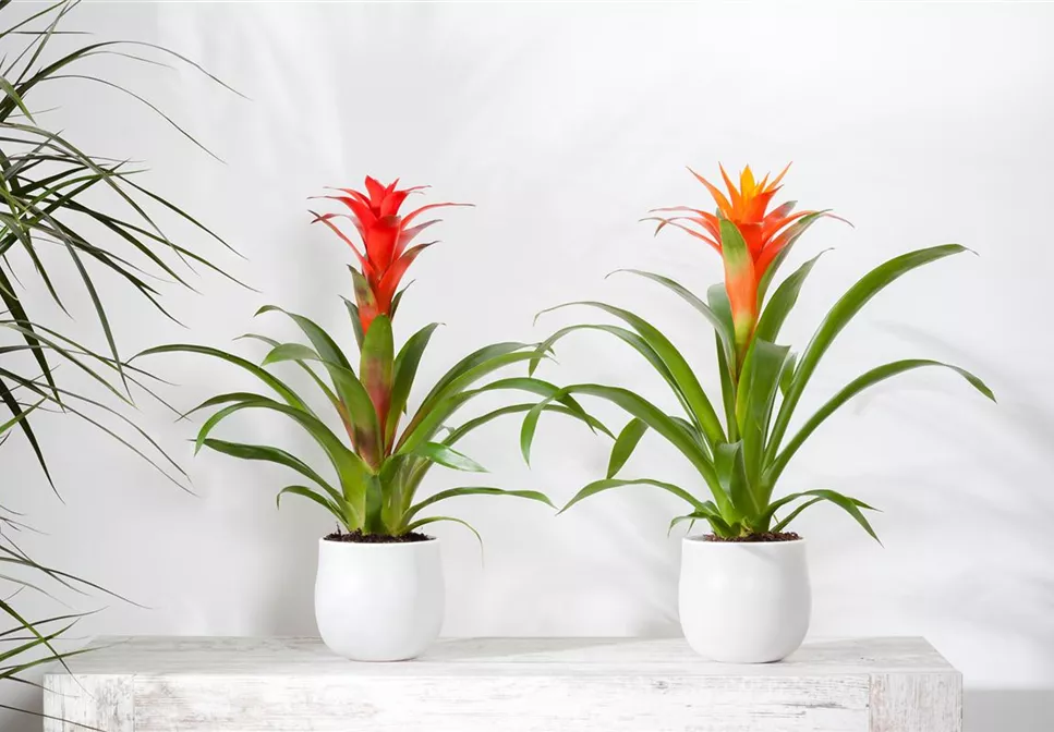 TROPENZAUBER BROMELIEN