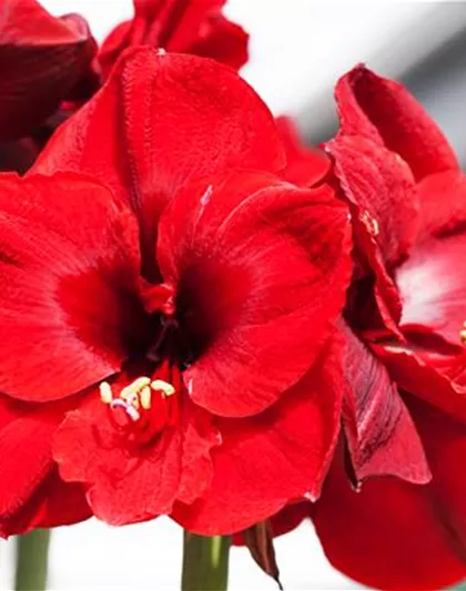 AMARYLLIS