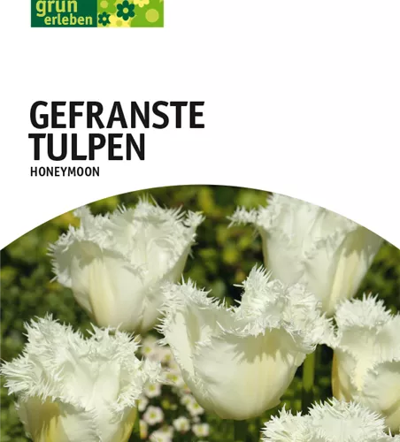 Gefranste Tulpen