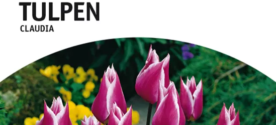 Lilienblütige Tulpen