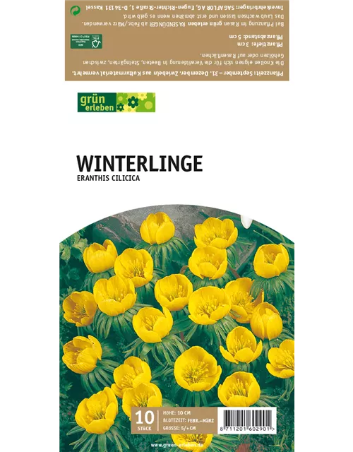 Winterlinge