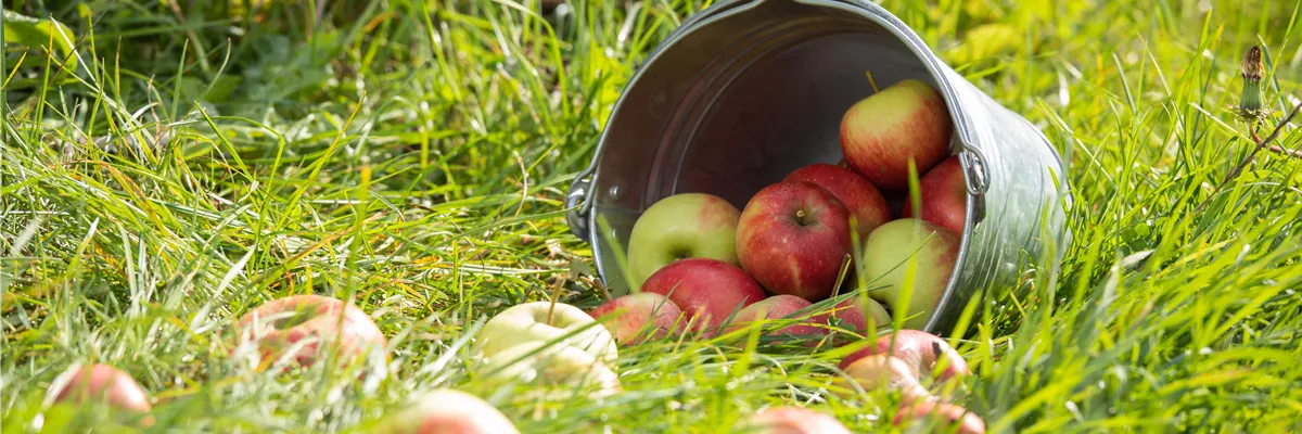 Äpfel im Eimer