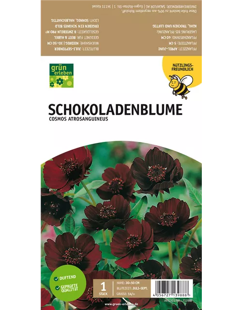 Schokoladenblume