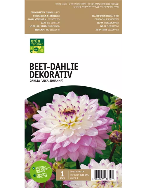 Beet-Dahlie Dekorativ