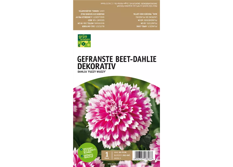 Beet-Dahlie Gefranst