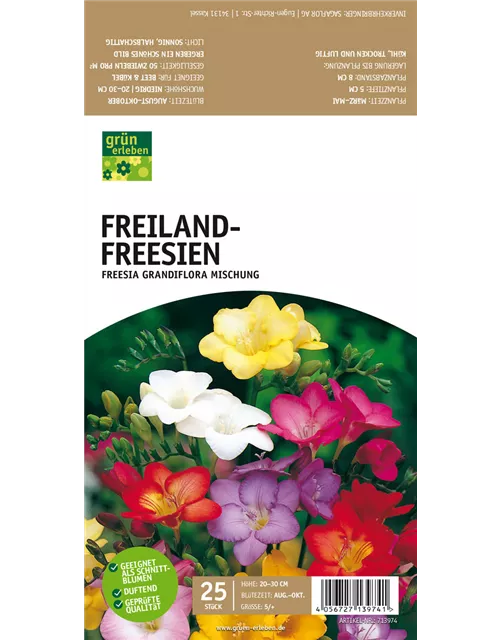 Freiland-Freesien