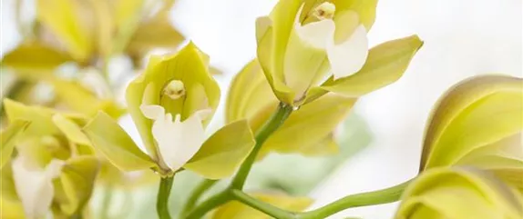 ORCHIDEEN FüR ANFäNGER UND PROFIS