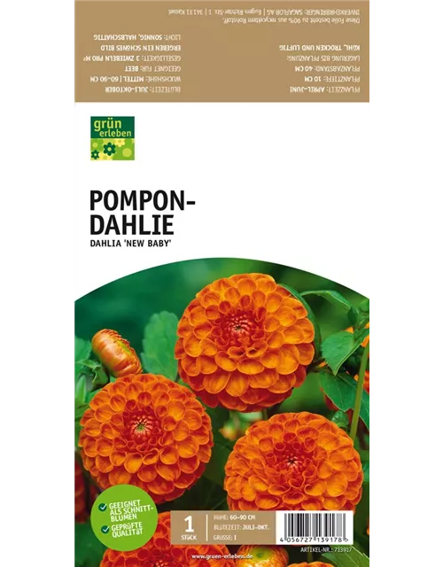 Pompon-Dahlie