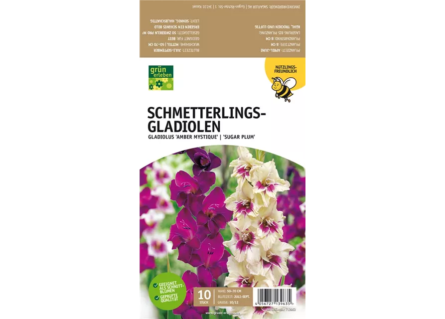 Schmetterlings-Gladiolen