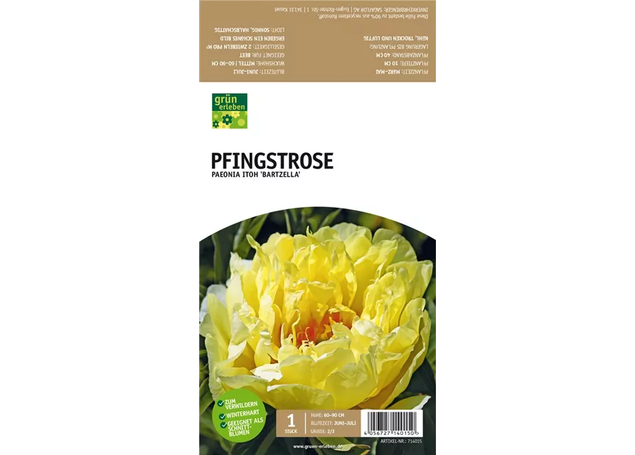 Pfingstrose