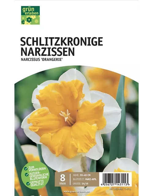 Schlitzkronige Narzissen