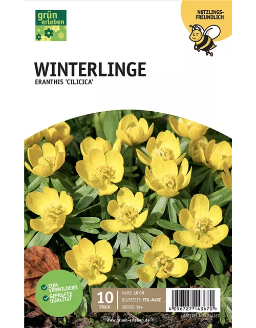 Winterlinge