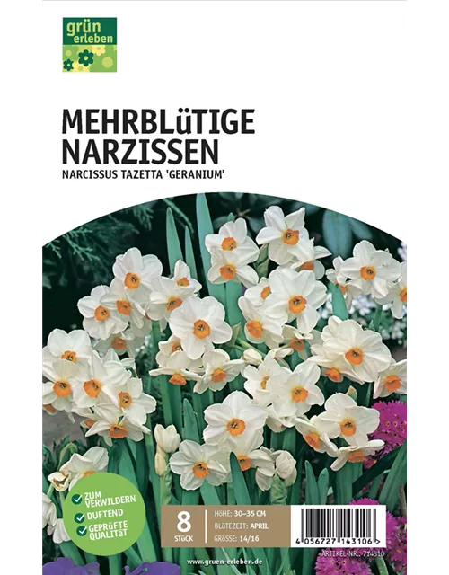 Mehrblütige Narzissen