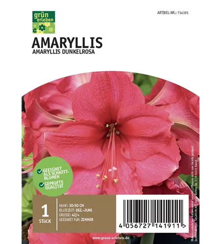 Amaryllis Dunkel 