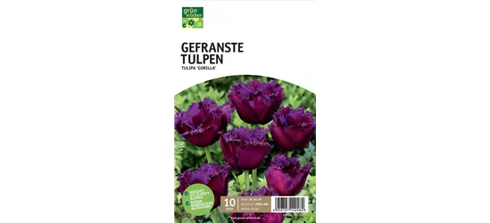 Gefranste Tulpen 