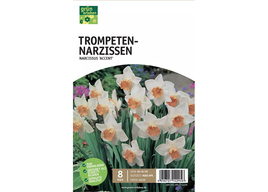 Trompeten-Narzissen 