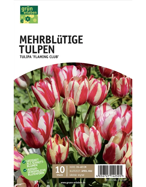 Tulpen mehrblütig 