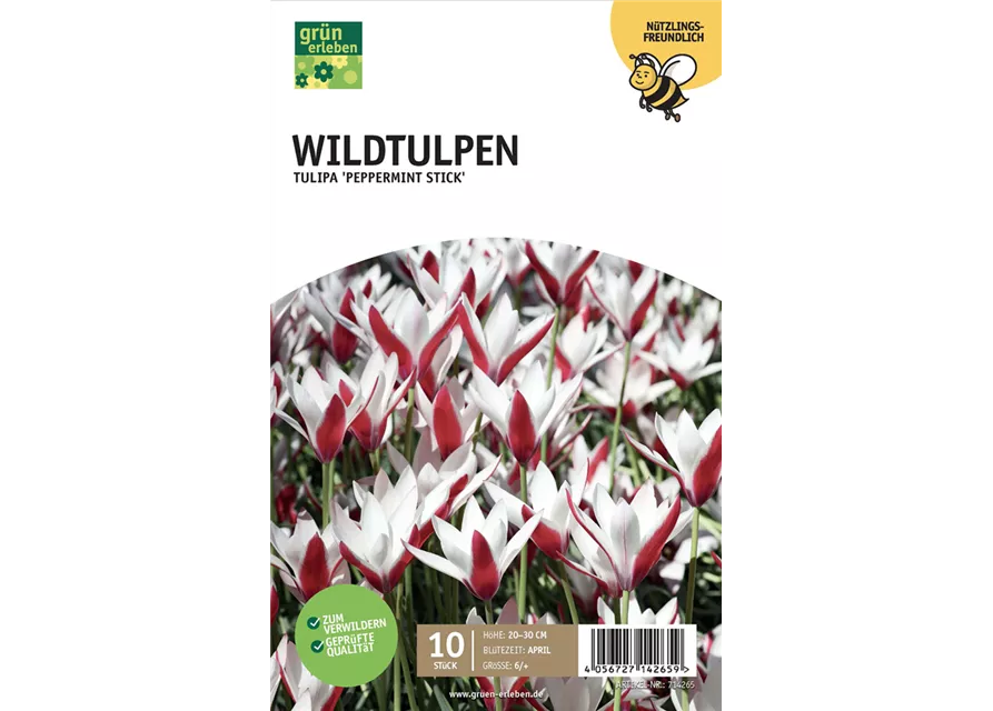 Wildtulpen 