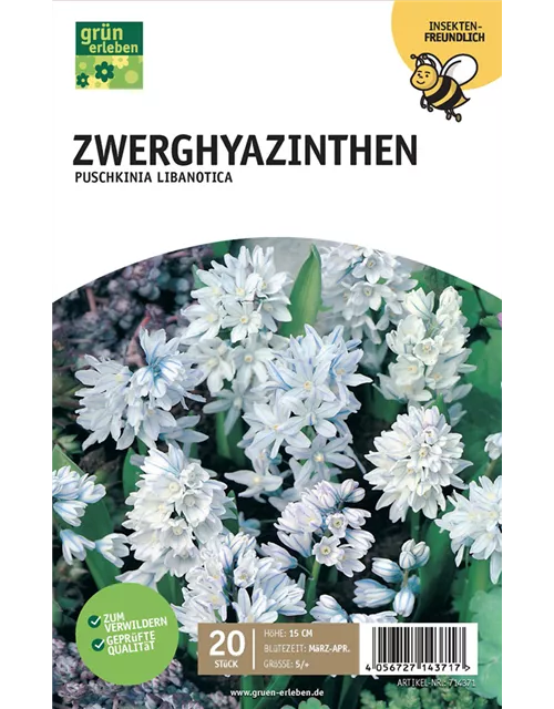 Zwerghyazinthe