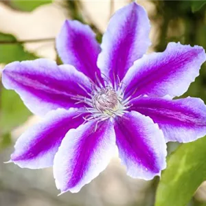 CLEMATIS!