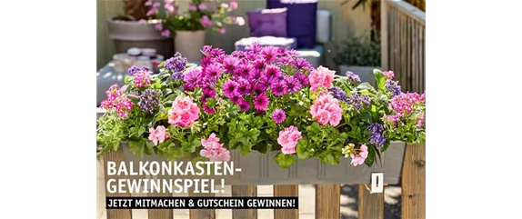 DIE SCHÖNSTEN BALKONKÄSTEN!