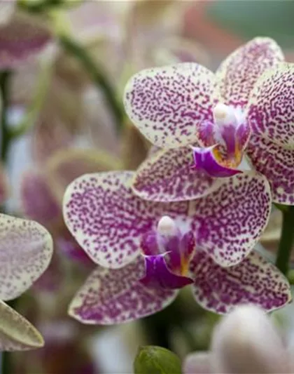 ORCHIDEEN GEGEN DEN WINTERBLUES!