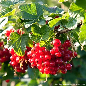 WIE GEHT... OBSTGEHöLZE PFLANZEN?